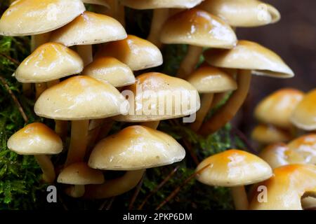 Nadeltuft (Hypholoma capnoides), Brandenburg, Deutschland, Europa Stockfoto