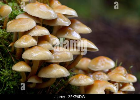 Nadeltuft (Hypholoma capnoides), Brandenburg, Deutschland, Europa Stockfoto