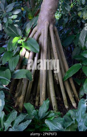 Die Wurzeln des gewöhnlichen Schraubenkrauts (Pandanus utilis), vorkommen Afrika Stockfoto