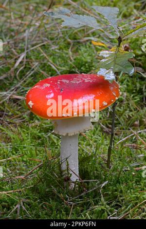 Fly Agaric (Amanita muscaria) im Herbstwald, Brandenburg, Deutschland, Europa Stockfoto