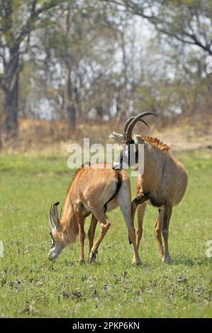 Roan Antelope (Hippotragus equinus), erwachsenes Paar, männlich, das Interesse an einer Paarung mit der Frau zeigt, Kafue N. P. Sambia Stockfoto
