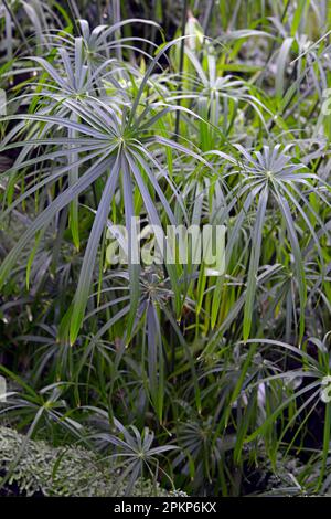 Regenschirm Papyrus (Cyperus alternifolius) Stockfoto