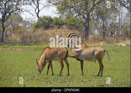 Roan Antelope (Hippotragus equinus), erwachsenes Paar, männlich, das Interesse an einer Paarung mit der Frau zeigt, Kafue N. P. Sambia Stockfoto