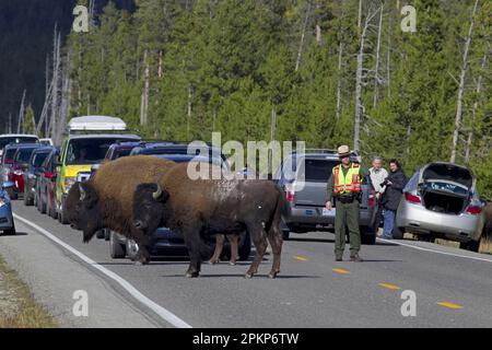 North American Bison (Bison Bison), zwei Erwachsene Männer, die auf der Straße stehen und Staus verursachen, mit Park Ranger, der den Verkehr leitet, Yellowstone N. P. Wyomin Stockfoto