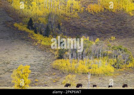 Nordamerikanische Bison (Bison Bison), ausgewachsene Weibchen und Kälber, die in ihrem Lebensraum weiden, Grand Teton N. P. Wyoming (U.) S. A. Stockfoto