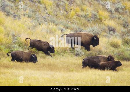 Nordamerikanische Bison (Bison Bison), männlich, weiblich, unreif und Kalb, Laufen auf dem Boden des Flusstals, Yellowstone N. P. Wyoming (U.) S. A. Stockfoto