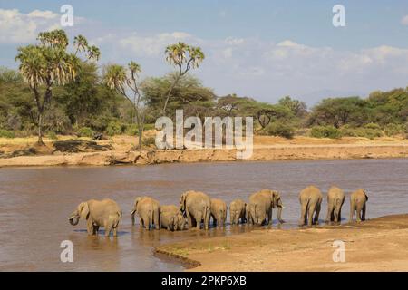 Afrikanischer Elefant (Loxodonta africana) Elefanten, Elefanten, Säugetiere Elefanten ausgewachsene Weibchen und Kälber, Herde, die am Fluss trinkt, Samburu Nation Stockfoto