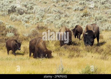 North American Bison (Bison Bison) männlich, weiblich und weiblich, weidend, einer trägt ein Funksender-Halsband, Yellowstone N. P. Wyoming (U.) S.A. Stockfoto