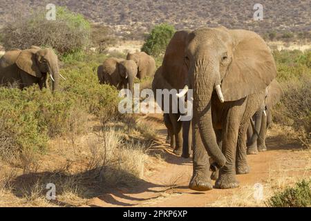 Afrikanischer Elefant (Loxodonta africana) Elefanten, Elefanten, Säugetiere, Elefanten ausgewachsene Weibchen und Kälber, Herde, die auf dem Pfad im trockenen Savann spaziert Stockfoto