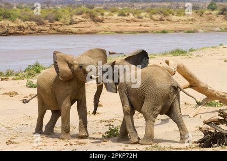 Afrikanischer Elefant (Loxodonta africana) Elefanten, Elefanten, Säugetiere, Tiere Elefant zwei Immaturen, Spielkämpfe am Flussufer, Samburu National Reser Stockfoto