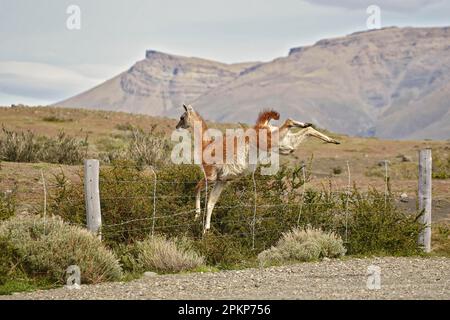 Guanaco (Lama guanicoe), Erwachsener, über Drahtzaun springen, Torres del Paine N. P. Südpatagonien, Chile, Südamerika Stockfoto