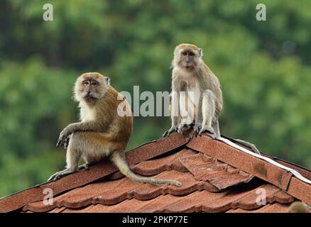 Krabbenfressende Makaken (Macaca fascicularis), Javanische Affen, Langschwanzmakaken, Affen, Makaken, Primaten, Säugetiere, Tiere, Krabben fressende Makaken Stockfoto