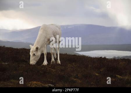 Rentiere (Rangifer tarandus), ausgewachsen, ohne Geweih, grasen auf Moorland mit kleinem Lochan im Hintergrund, Cairn Gorm, Cairngorms N. P. Inverness-shire Stockfoto