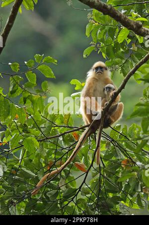 Sumatra Surili (Presbytis melalophos), Erwachsene Frau mit Baby, auf einer Aste sitzend, Kerinci Seblat N. P. Sumatra, Großraum Sunda Inseln, Indonesien, Asien Stockfoto