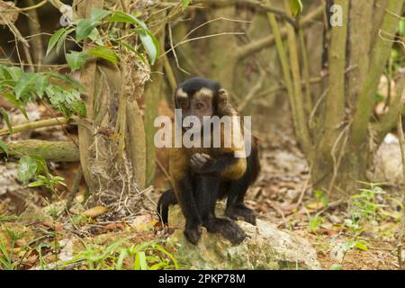 Brauner Kapuziner (Cebus apella), Erwachsener, Fütterung auf Regenwaldboden, Teufelsinsel, Iles du Salut, Französisch-Guayana, Südamerika Stockfoto