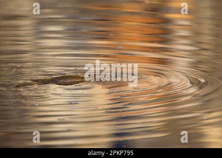 Platypus (Ornithorhynchus anatinus), Erwachsener, Schwimmen auf der Flußoberfläche, Leven River, nahe Loongana, Tasmanien, Australien, Ozeanien Stockfoto