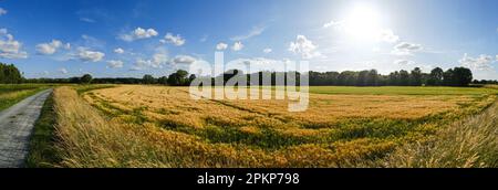 Eine malerische Landstraße, die sich an einem sonnigen Sommertag durch ein goldgrünes Feld schlängelt. Stockfoto