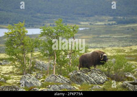 Moschusoxe (Ovibos moschatus), Huftiere, Säugetiere, Tiere, weibliche Muskox-adulte Tiere, Sie fressen Birkenblätter, stehen auf Felsen im Tundra Habitat, Dovrefje Stockfoto