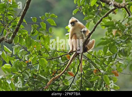 Sumatra Surili (Presbytis melalophos), Erwachsene Frau mit Baby, auf einer Aste sitzend, Kerinci Seblat N. P. Sumatra, Großraum Sunda Inseln, Indonesien, Asien Stockfoto