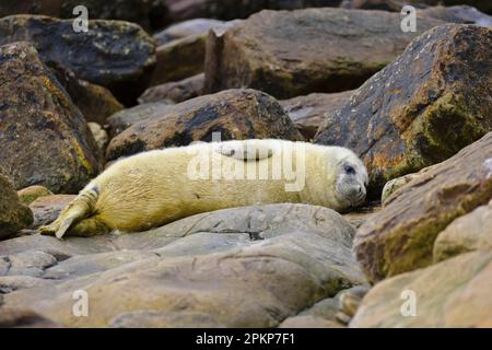 Graue Seehunde (Halichoerus grypus), der sich zwischen Felsen am Strand, Orkney, Schottland, Großbritannien, Europa ruht Stockfoto