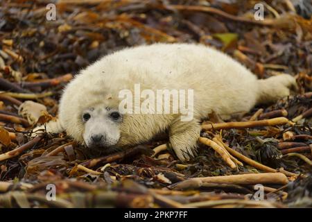 Graue Seehunde (Halichoerus grypus), Welpe, ruht auf einem mit Wrack überdachten Strand, Orkney, Schottland, Vereinigtes Königreich, Europa Stockfoto