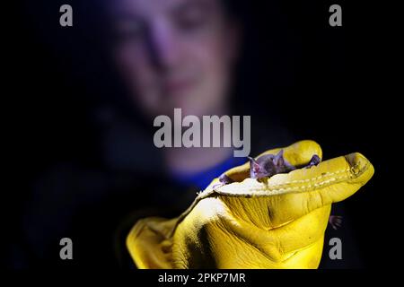 Einflügelige Fledermaus (Monophyllus plethodon), erwachsen, gehalten in der Hand eines Forschers während der Überwachung der biologischen Vielfalt, Dominica, Lesser Antill Stockfoto