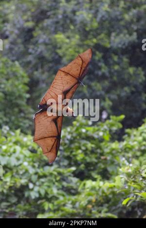 Bismarck-Flughund (Pteropus neohibernicus), Erwachsener, im Flug, Neuirland, Bismarck-Archipel, Papua-Neuguinea, Ozeanien Stockfoto