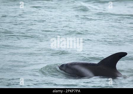 Weißschnauzendelfin (Lagenorhynchus albirostris), Erwachsener, Schwimmen auf der Oberfläche des Meeres, Island, Europa Stockfoto