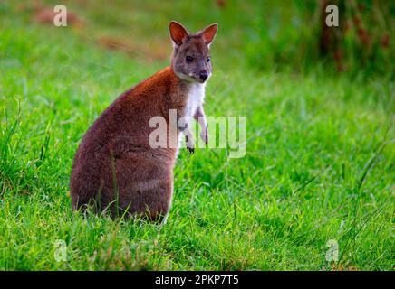 Rothalspackenpademelon (Thylogale thetis) unreif, in taufähigem Gras, Lamington N. P. Queensland, Australien, Ozeanien Stockfoto