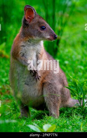 Red-Neck Pademelon (Thylogale thetis) Immature, Lamington N. P. Queensland, Australien, Ozeanien Stockfoto