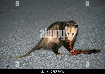 Virginian Oposssum (Didelphis virginiana), Erwachsener, Fütterung von Überresten, Florida (U.) S. A. Stockfoto