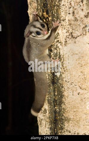 Zuckergleiter (Petaurus breviceps), Kurzkopfgleiter, Zuckergleiter, Beuteltiere, Tiere, Zuckergleiter ausgewachsen, auf Baumstamm, Regenwaldreservat, Que Stockfoto