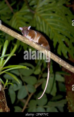 Derbys Woolly Derbys Woolly Oposssum (Caluromys derbianus), Erwachsener, auf einem Zweig im Regenwald bei Nacht, Costa Rica, Mittelamerika Stockfoto