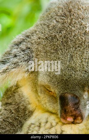 Koalas, Koalabären, Koalas (Phascolarctos cinereus), Koalas, Beuteltiere, Tiere, Koala männlich, Nahaufnahme des Kopfes, schläft im Baum, Australien, Ocea Stockfoto