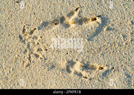 Quokka, Kurzschwanzkänguru, Kurzschwanzkänguru, Quokkas (Setonix brachyurus), Quokkas, Kurzschwanzkängurus, Kängurus, Beuteltiere, Tiere, q Stockfoto