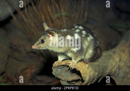 Zwergbeutelmarder, Nordbeutelmarder, Nordquoll (Dasyurus hallucatus), Marsupiale, Tiere, Nordquoll Australien Stockfoto