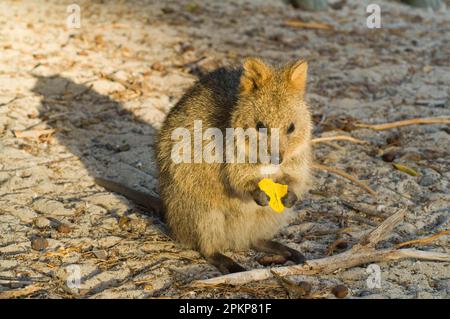 Quokka, Kurzschwanzkänguru, Kurzschwanzkänguru, Quokkas (Setonix brachyurus), Quokkas, Kurzschwanzkängurus, Kängurus, Beuteltiere, Tiere, q Stockfoto