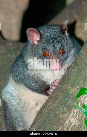 Bergbürstenschwanz Possum (Trichosurus caninus), Erwachsener, auf Zweig im Regenwald bei Nacht, Lamington N. P. Queensland, Australien, Ozeanien Stockfoto