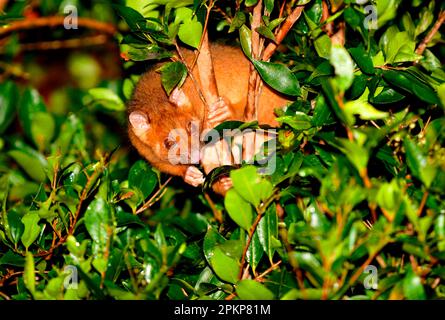 Berggürstenschwanz Possum (Trichosurus caninus) rötlich, Erwachsener, im Baum, Lamington N. P. Queensland, Australien, Ozeanien Stockfoto