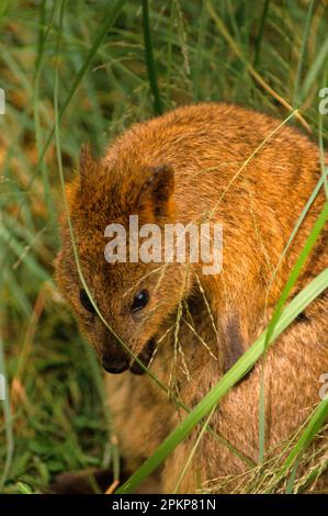 Quokka, Kurzschwanzkänguru, Kurzschwanzkänguru, Quokkas (Setonix brachyurus), Quokkas, Kurzschwanzkängurus, Kängurus, Beuteltiere, Tiere, q Stockfoto