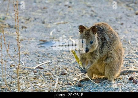 Quokka, Kurzschwanzkänguru, Kurzschwanzkänguru, Quokkas (Setonix brachyurus), Quokkas, Kurzschwanzkängurus, Kängurus, Beuteltiere, Tiere, q Stockfoto