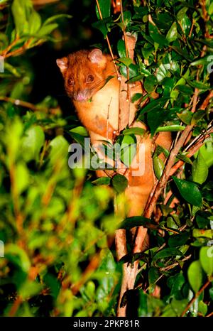 Berggürstenschwanz Possum (Trichosurus caninus) rötlich, Erwachsener, im Baum, Lamington N. P. Queensland, Australien, Ozeanien Stockfoto