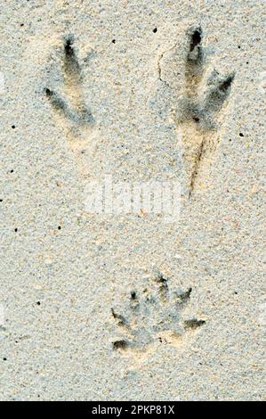 Quokka, Kurzschwanzkänguru, Kurzschwanzkänguru, Quokkas (Setonix brachyurus), Quokkas, Kurzschwanzkängurus, Kängurus, Beuteltiere, Tiere, q Stockfoto