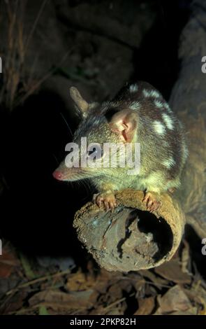 Zwergbeutelmarder, Nordbeutelmarder, Nordquoll (Dasyurus hallucatus), Marsupiale, Tiere, Nordquoll Australien Stockfoto