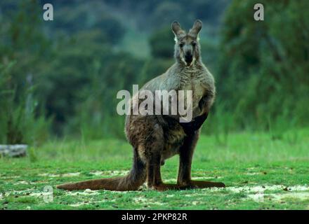 Kängurus (Macropus robustus), Gebirgskängurus, Kängurus, Marsupials, Tiere, gemeiner Wallaroo männlich auf Gras, New South Wales, A Stockfoto