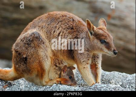 Mareeba Rock Wallaby (Petrogale mareeba) Mutter, mit joey in der Tasche, Granite Gorge, Mareeba, Atherton Tablelands, Queensland, Australien, Ozeanien Stockfoto