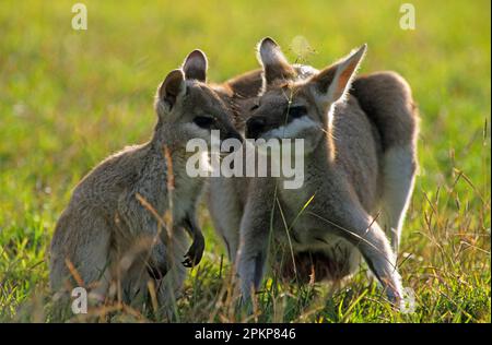 Wiptail Wallaby, hübsches Wallaby, hübsche Wallabys, hübsche Wallabys, Kängurus, Beuteltiere, Tiere, hübsche Wallaby (Macropus parryi) FEM Stockfoto