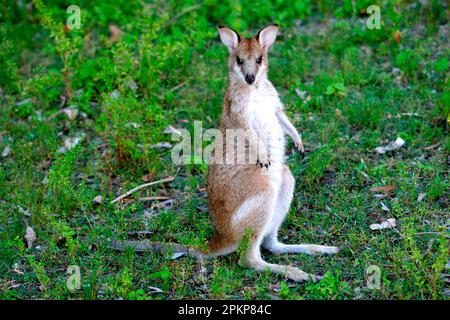 Agile Wallaby, Agile Wallabies, Sand Wallaby, Sand Wallabies, Agile Känguru, Agile Kängurus, Agile Kängurus, Kängurus, Marsupials, Tiere, Agil Stockfoto