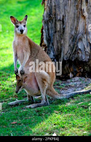 Agile Wallaby, Agile Wallabies, Sand Wallaby, Sand Wallabies, Agile Känguru, Agile Kängurus, Agile Kängurus, Kängurus, Marsupials, Tiere, Agil Stockfoto