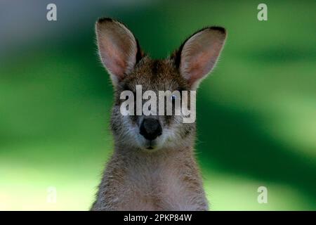 Agile Wallaby, Agile Wallabies, Sand Wallaby, Sand Wallabies, Agile Känguru, Agile Kängurus, Agile Kängurus, Kängurus, Marsupials, Tiere, Agil Stockfoto